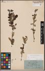 Foto von Salix aurita L.
